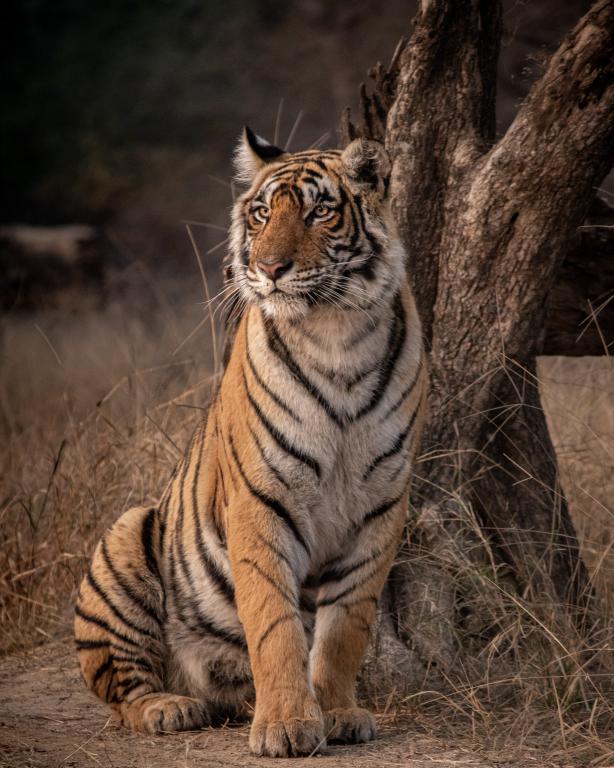 Golden Triangle Tour with Tiger Safari